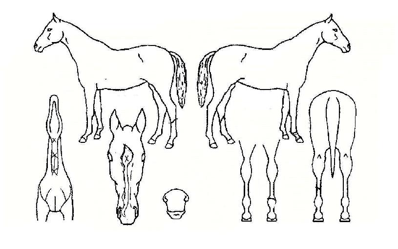 ����������� ����,���,�޸�,�λ�,�ٸ��� Ư¡����