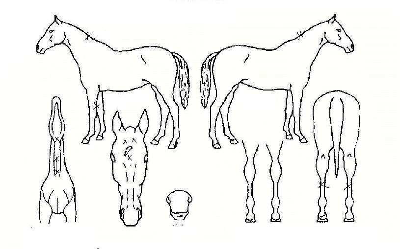 ���������ϸ��� ����,���,�޸�,�λ�,�ٸ��� Ư¡����