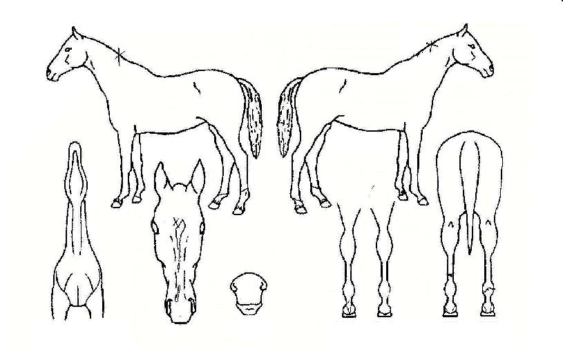 ¿¡ÀÌÇ÷¯½º¿øÀÇ Ãø¸é,¿ì¸é,µÞ¸é,µÎ»ó,´Ù¸®ÀÇ Æ¯Â¡µµÇØ