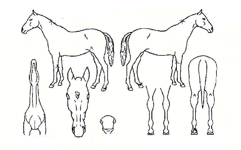 ¹öµðÇåÅÍÀÇ Ãø¸é,¿ì¸é,µÞ¸é,µÎ»ó,´Ù¸®ÀÇ Æ¯Â¡µµÇØ