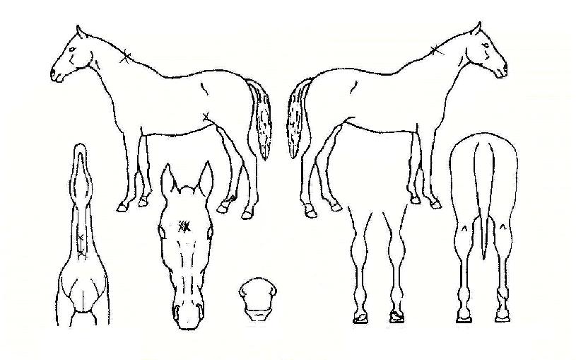 Ȳ±Ý³¯°³ÀÇ Ãø¸é,¿ì¸é,µÞ¸é,µÎ»ó,´Ù¸®ÀÇ Æ¯Â¡µµÇØ