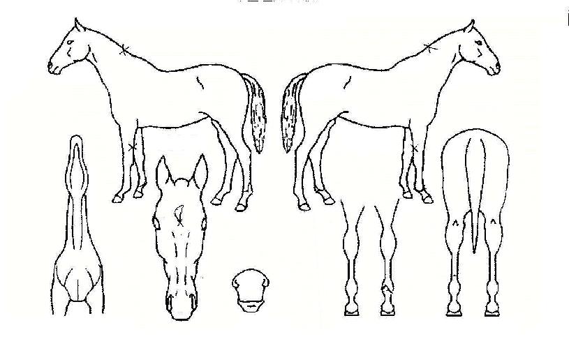 ÃÖ°ºê·£µåÀÇ Ãø¸é,¿ì¸é,µÞ¸é,µÎ»ó,´Ù¸®ÀÇ Æ¯Â¡µµÇØ