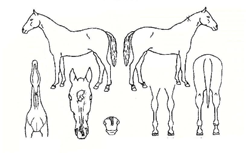 �ƽþ��Ǻ��� ����,���,�޸�,�λ�,�ٸ��� Ư¡����