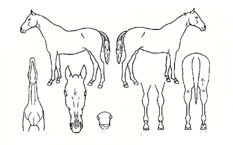 �������� ����,���,�޸�,�λ�,�ٸ��� Ư¡����