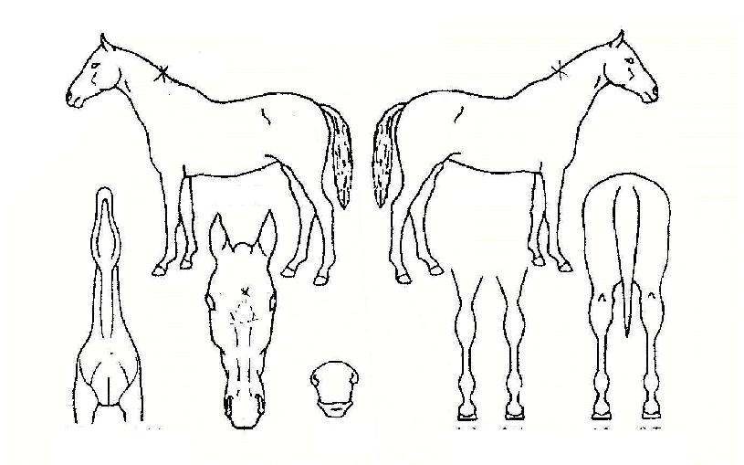 ÇÞºûÀå»çÀÇ Ãø¸é,¿ì¸é,µÞ¸é,µÎ»ó,´Ù¸®ÀÇ Æ¯Â¡µµÇØ