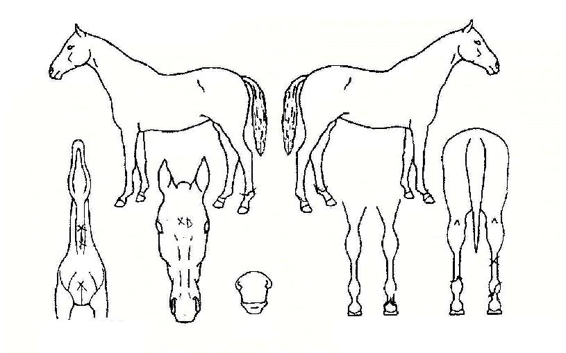 ¿Õ¼ÕÀÇ Ãø¸é,¿ì¸é,µÞ¸é,µÎ»ó,´Ù¸®ÀÇ Æ¯Â¡µµÇØ