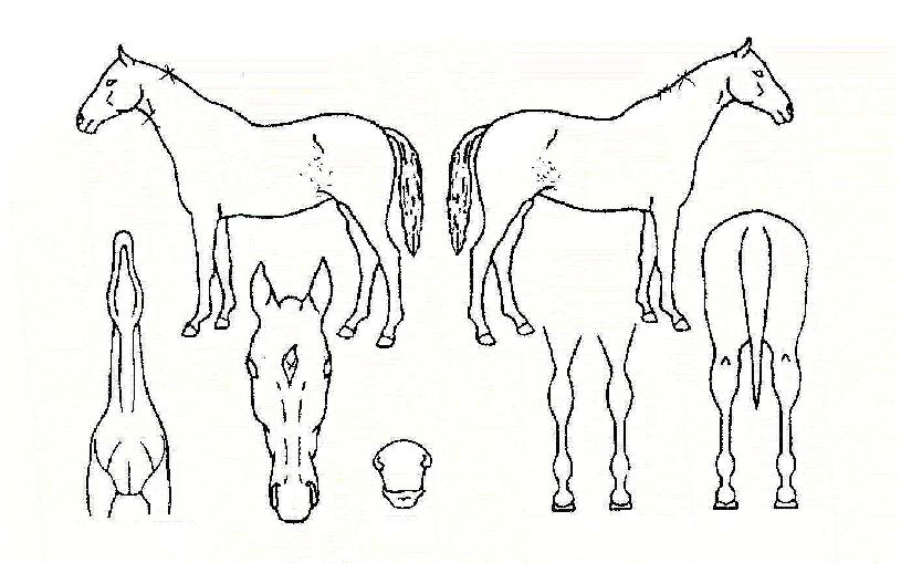 ��ī��ȣ���� ����,���,�޸�,�λ�,�ٸ��� Ư¡����