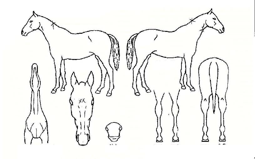 ÆÞ±×·¹ÀÌÀÇ Ãø¸é,¿ì¸é,µÞ¸é,µÎ»ó,´Ù¸®ÀÇ Æ¯Â¡µµÇØ