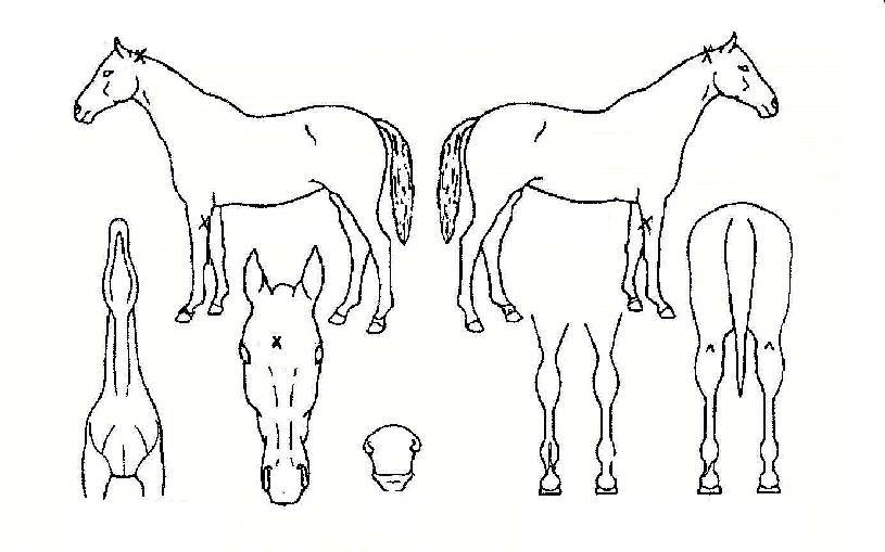 �̽�Ÿ�� ����,���,�޸�,�λ�,�ٸ��� Ư¡����