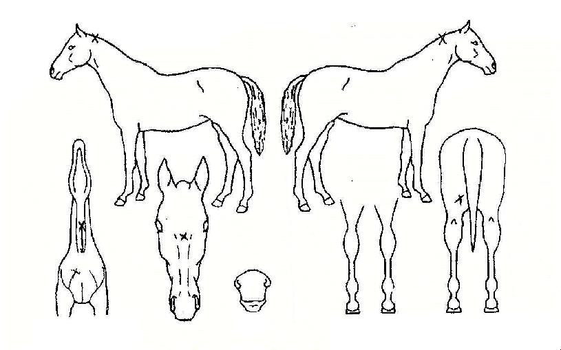 ��ȣ���� ����,���,�޸�,�λ�,�ٸ��� Ư¡����