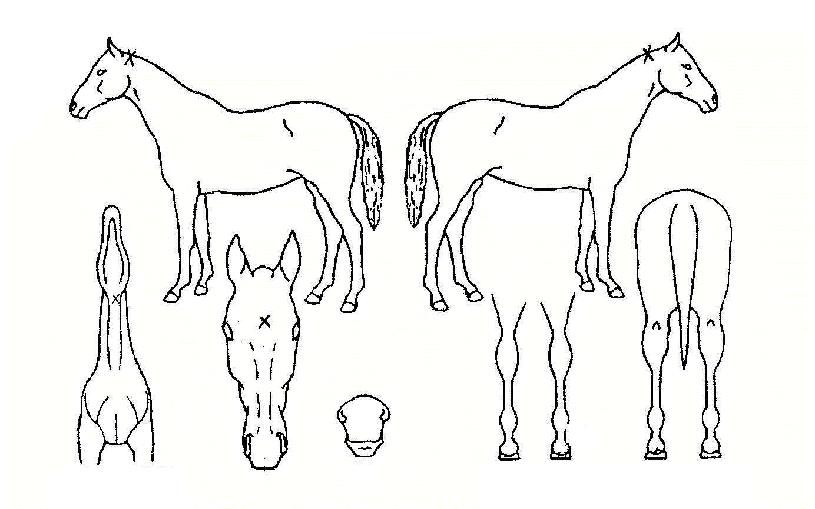 ���ظ����� ����,���,�޸�,�λ�,�ٸ��� Ư¡����