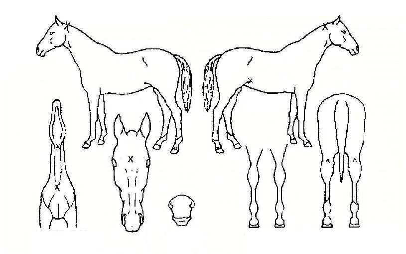 ÇູÇÑÁÖ¸»ÀÇ Ãø¸é,¿ì¸é,µÞ¸é,µÎ»ó,´Ù¸®ÀÇ Æ¯Â¡µµÇØ