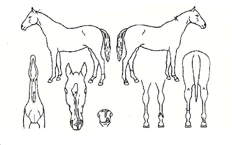 ¸¶ÀÌÆ¼ºí·çÀÇ Ãø¸é,¿ì¸é,µÞ¸é,µÎ»ó,´Ù¸®ÀÇ Æ¯Â¡µµÇØ