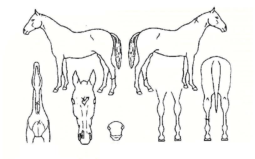 ¿ì¸®±¸´ÜÀÇ Ãø¸é,¿ì¸é,µÞ¸é,µÎ»ó,´Ù¸®ÀÇ Æ¯Â¡µµÇØ