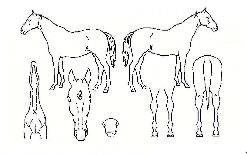 ¸¶´Ï¸¶´ÏÀÇ Ãø¸é,¿ì¸é,µÞ¸é,µÎ»ó,´Ù¸®ÀÇ Æ¯Â¡µµÇØ