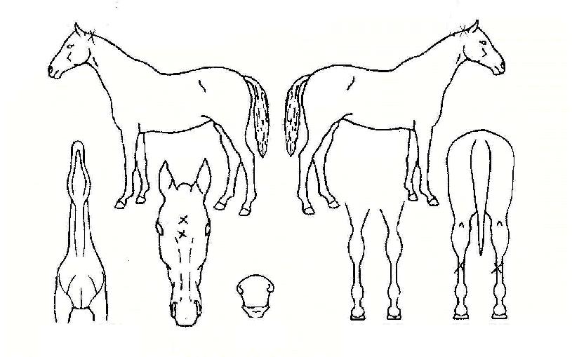 ºê¶ó¿îºÒ¸´ÀÇ Ãø¸é,¿ì¸é,µÞ¸é,µÎ»ó,´Ù¸®ÀÇ Æ¯Â¡µµÇØ