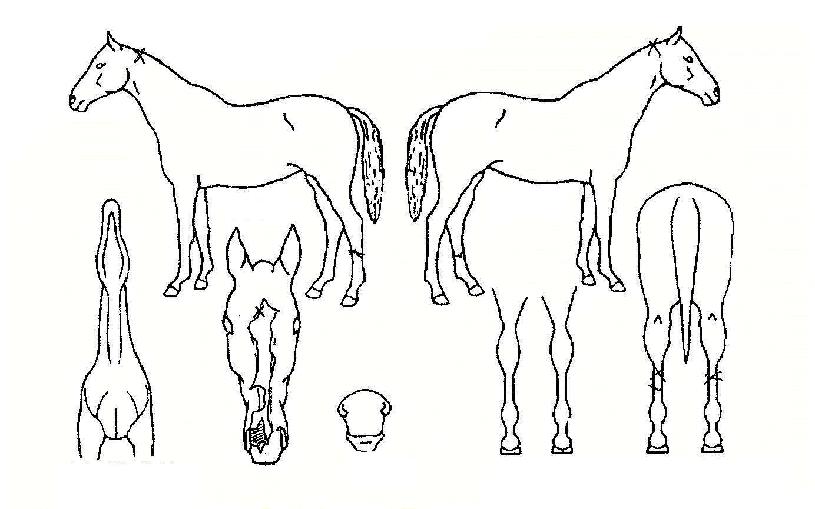 Åõµ¥ÀÌÀÇ Ãø¸é,¿ì¸é,µÞ¸é,µÎ»ó,´Ù¸®ÀÇ Æ¯Â¡µµÇØ