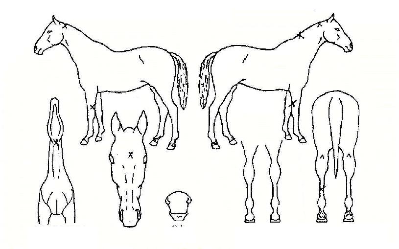 ºñº¸ÀÌÀÇ Ãø¸é,¿ì¸é,µÞ¸é,µÎ»ó,´Ù¸®ÀÇ Æ¯Â¡µµÇØ