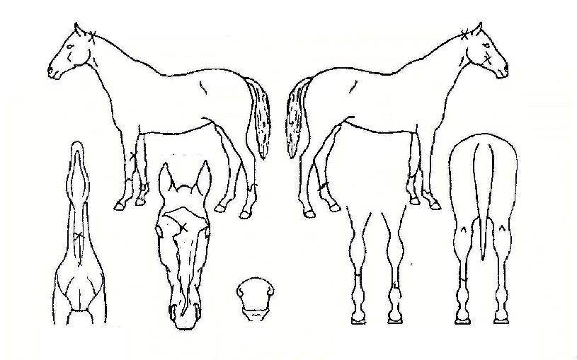 ½ÅÅë·ÂÀÇ Ãø¸é,¿ì¸é,µÞ¸é,µÎ»ó,´Ù¸®ÀÇ Æ¯Â¡µµÇØ