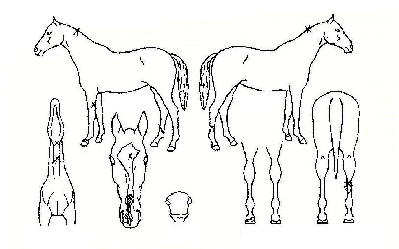 ÃѼ±ÀÇ Ãø¸é,¿ì¸é,µÞ¸é,µÎ»ó,´Ù¸®ÀÇ Æ¯Â¡µµÇØ