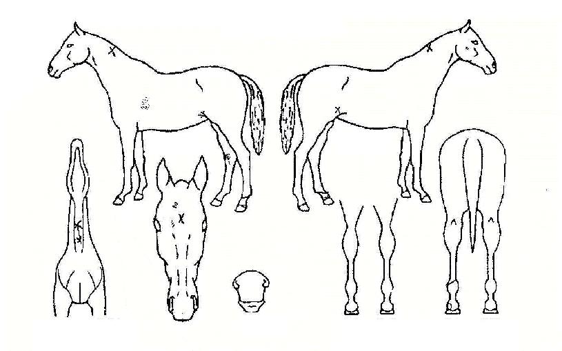 ÄÚ½º¸ðİÀÇ Ãø¸é,¿ì¸é,µÞ¸é,µÎ»ó,´Ù¸®ÀÇ Æ¯Â¡µµÇØ