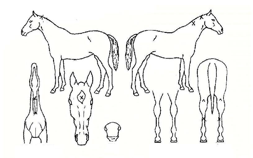 ���ϵ���� ����,���,�޸�,�λ�,�ٸ��� Ư¡����