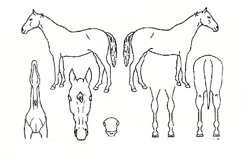 ������ ����,���,�޸�,�λ�,�ٸ��� Ư¡����