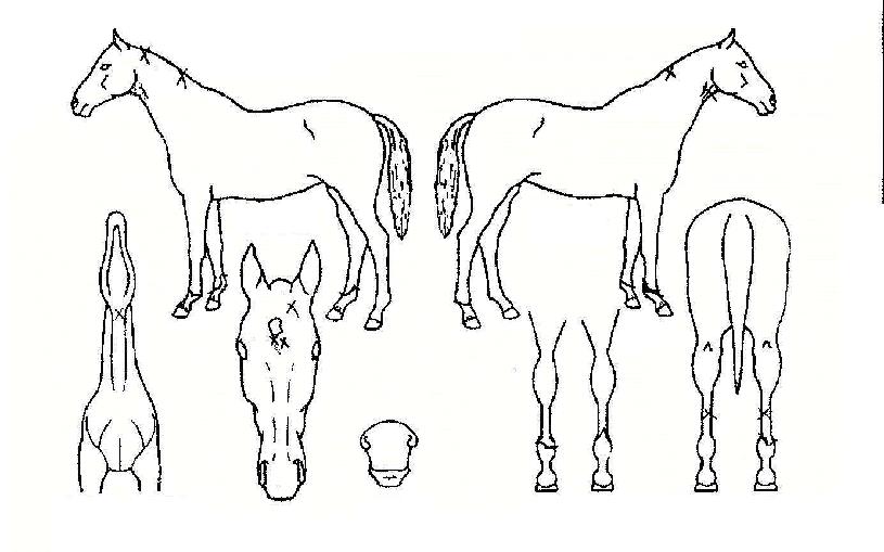 ���̴��Ӵ��ڸ��� ����,���,�޸�,�λ�,�ٸ��� Ư¡����