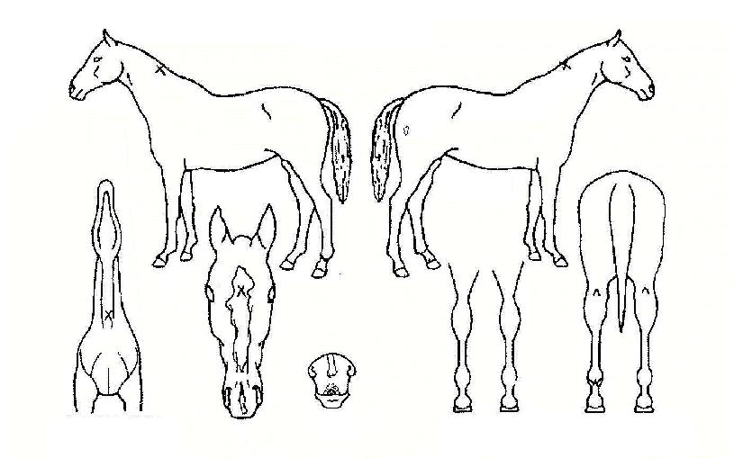 ������ ����,���,�޸�,�λ�,�ٸ��� Ư¡����