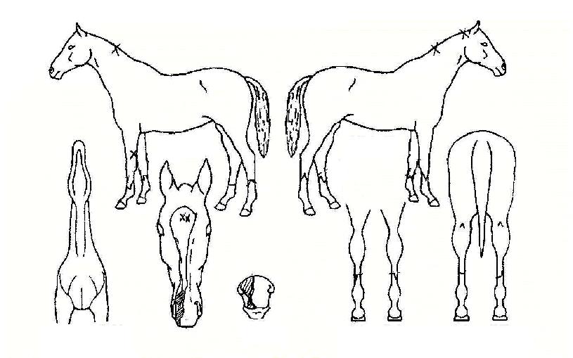 �׸���Ʈ�� ����,���,�޸�,�λ�,�ٸ��� Ư¡����