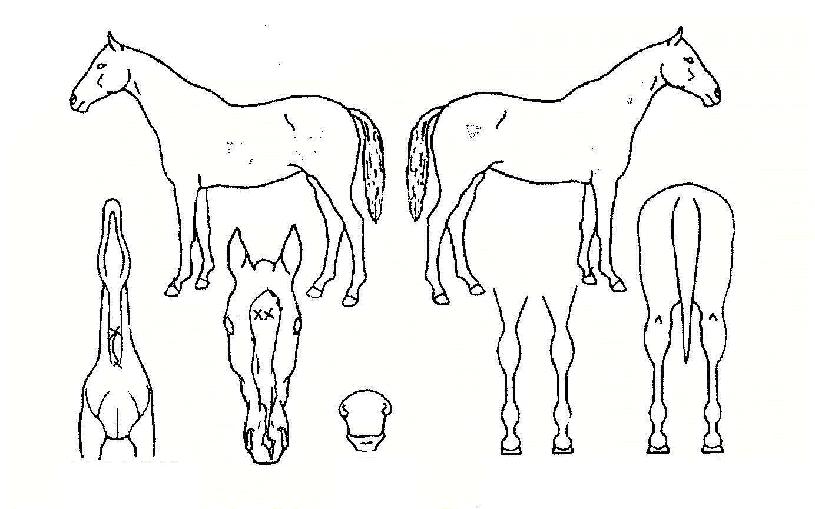 ÇÁ¸®´ý³ª¿ìÀÇ Ãø¸é,¿ì¸é,µÞ¸é,µÎ»ó,´Ù¸®ÀÇ Æ¯Â¡µµÇØ