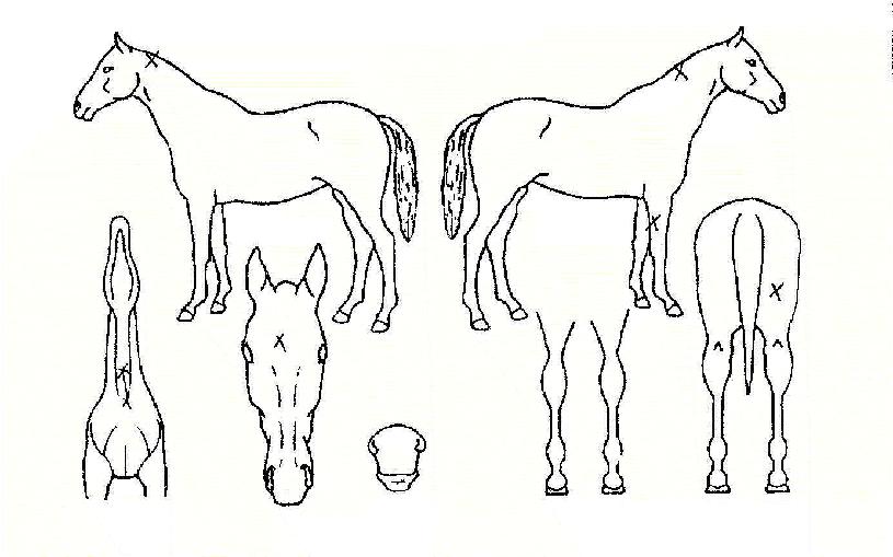 ¸ÅÁ÷ºòÅÍÀÇ Ãø¸é,¿ì¸é,µÞ¸é,µÎ»ó,´Ù¸®ÀÇ Æ¯Â¡µµÇØ