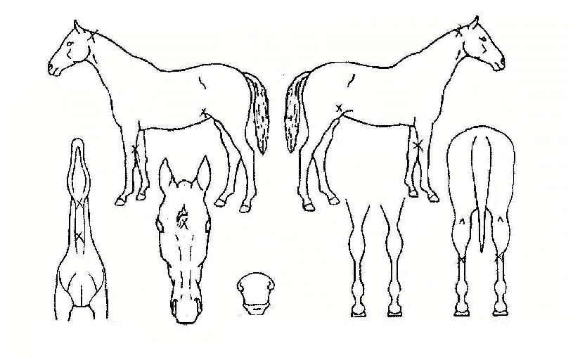 ¸ÅÁ÷ºòÅ丮ÀÇ Ãø¸é,¿ì¸é,µÞ¸é,µÎ»ó,´Ù¸®ÀÇ Æ¯Â¡µµÇØ