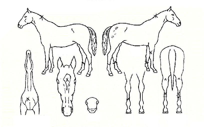 ���۶��̵��� ����,���,�޸�,�λ�,�ٸ��� Ư¡����