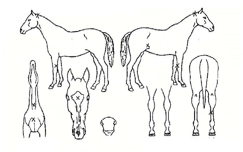 �췹���� ����,���,�޸�,�λ�,�ٸ��� Ư¡����