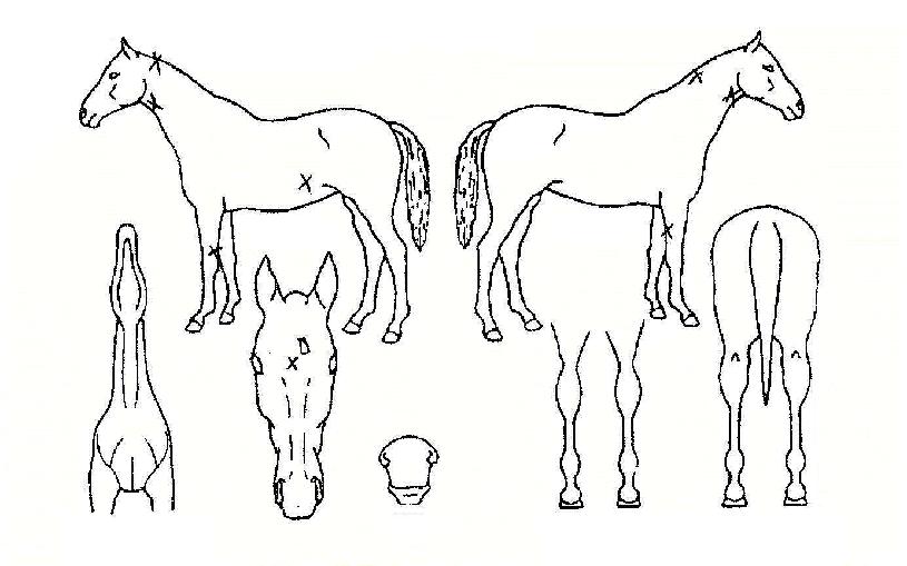 ������� ����,���,�޸�,�λ�,�ٸ��� Ư¡����