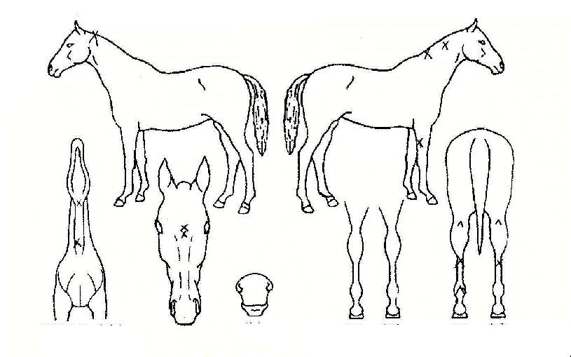 ºÎ»êÁ¦ÀÏÀÇ Ãø¸é,¿ì¸é,µÞ¸é,µÎ»ó,´Ù¸®ÀÇ Æ¯Â¡µµÇØ