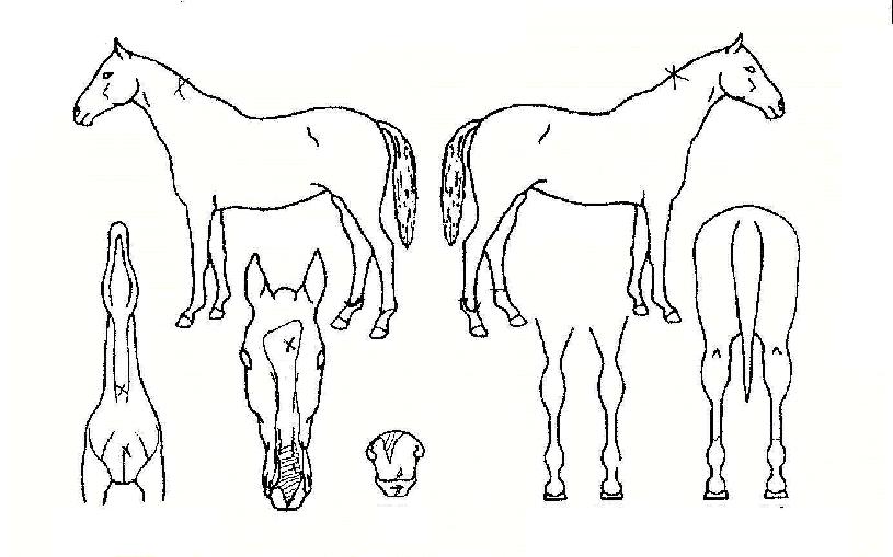 �ŷڰ��� ����,���,�޸�,�λ�,�ٸ��� Ư¡����