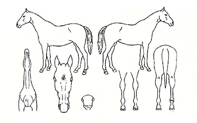 ºñ¸ñÂ÷ÀÇ Ãø¸é,¿ì¸é,µÞ¸é,µÎ»ó,´Ù¸®ÀÇ Æ¯Â¡µµÇØ