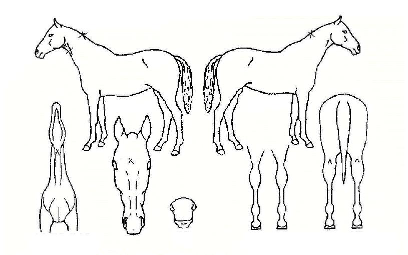 ������ ����,���,�޸�,�λ�,�ٸ��� Ư¡����