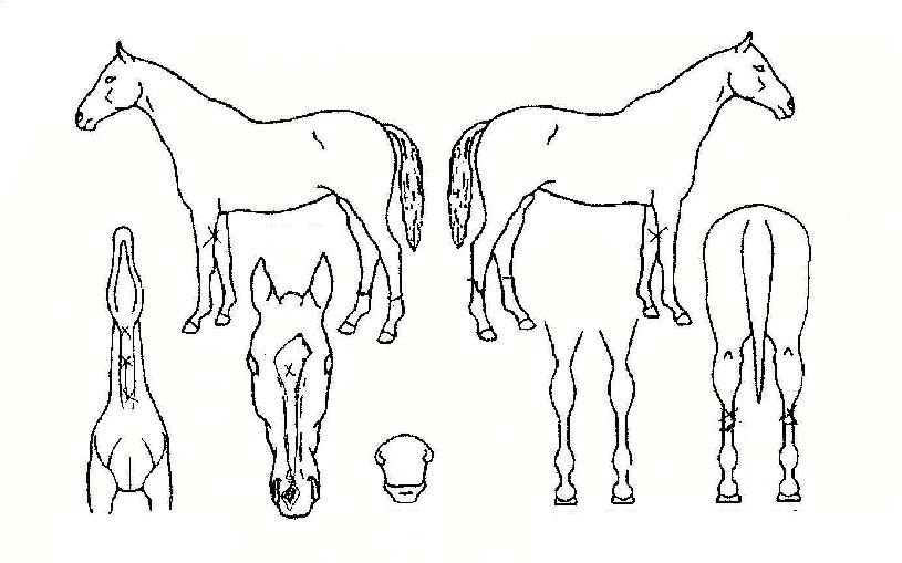 ���ν�Ʈ���� ����,���,�޸�,�λ�,�ٸ��� Ư¡����