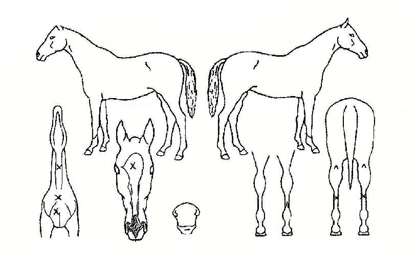 ½º¸¶Æ®°¶·¯ÆÛÀÇ Ãø¸é,¿ì¸é,µÞ¸é,µÎ»ó,´Ù¸®ÀÇ Æ¯Â¡µµÇØ