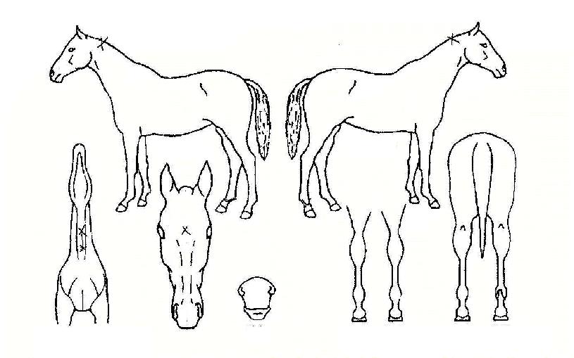 ����� ����,���,�޸�,�λ�,�ٸ��� Ư¡����