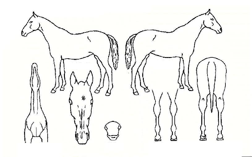 ¸¶À̿콺ÀÇ Ãø¸é,¿ì¸é,µÞ¸é,µÎ»ó,´Ù¸®ÀÇ Æ¯Â¡µµÇØ