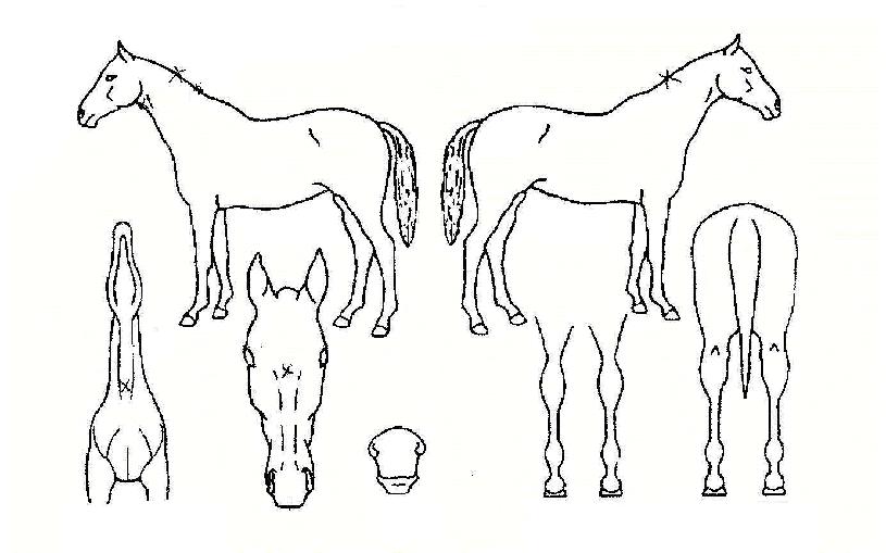 ���º����� ����,���,�޸�,�λ�,�ٸ��� Ư¡����