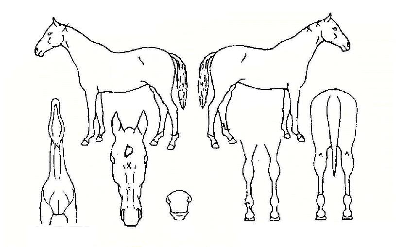 ºô¸®ÇÁÀÇ Ãø¸é,¿ì¸é,µÞ¸é,µÎ»ó,´Ù¸®ÀÇ Æ¯Â¡µµÇØ