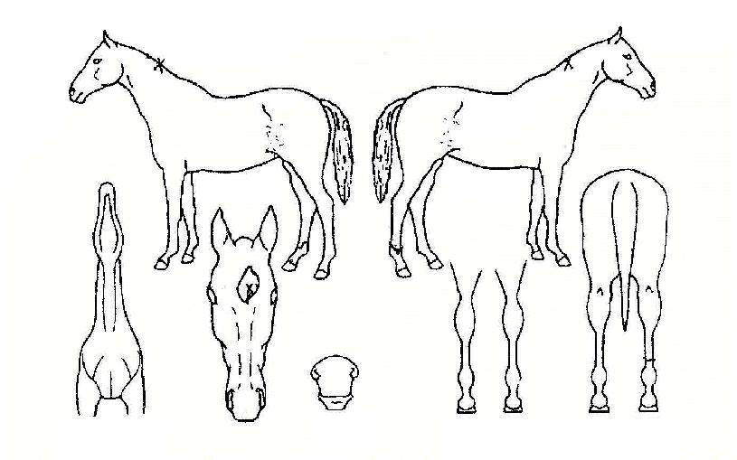 ³«µ¿³ª·çÀÇ Ãø¸é,¿ì¸é,µÞ¸é,µÎ»ó,´Ù¸®ÀÇ Æ¯Â¡µµÇØ