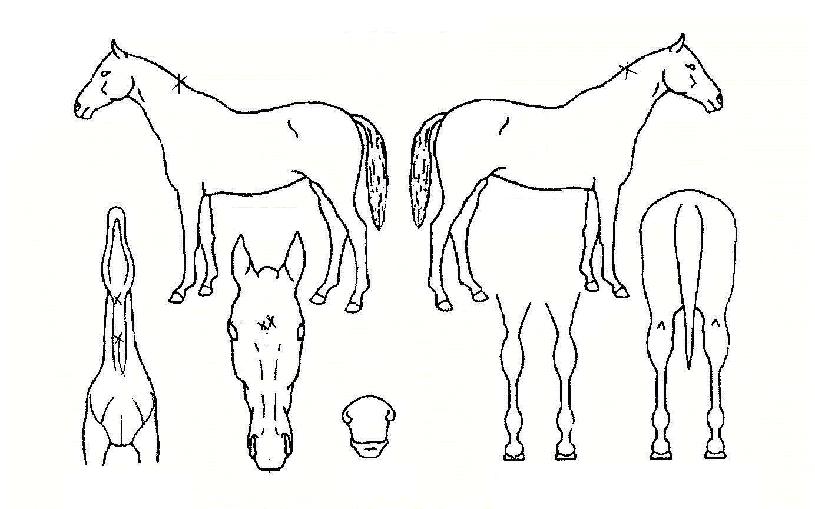 ÅäÅ»ÆÄ¿öÀÇ Ãø¸é,¿ì¸é,µÞ¸é,µÎ»ó,´Ù¸®ÀÇ Æ¯Â¡µµÇØ