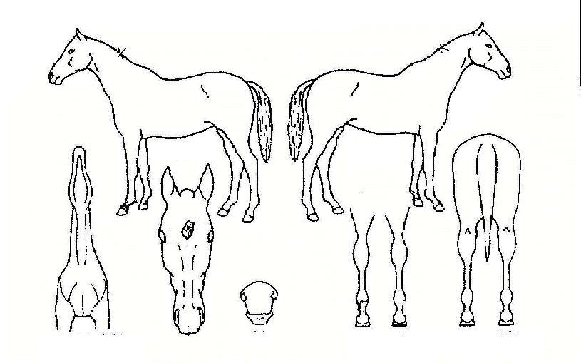 °íÁ¾»êÀÇ Ãø¸é,¿ì¸é,µÞ¸é,µÎ»ó,´Ù¸®ÀÇ Æ¯Â¡µµÇØ