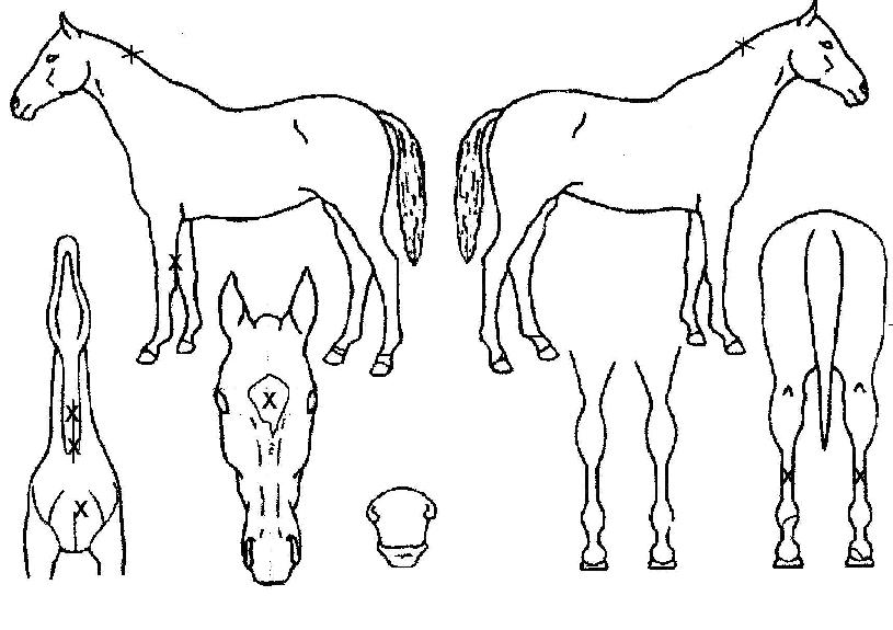 ¼±´õÈúÀÇ Ãø¸é,¿ì¸é,µÞ¸é,µÎ»ó,´Ù¸®ÀÇ Æ¯Â¡µµÇØ